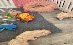Maltipoo dogs for sale: Beautiful Apricot Maltipoo puppies. - Image 29