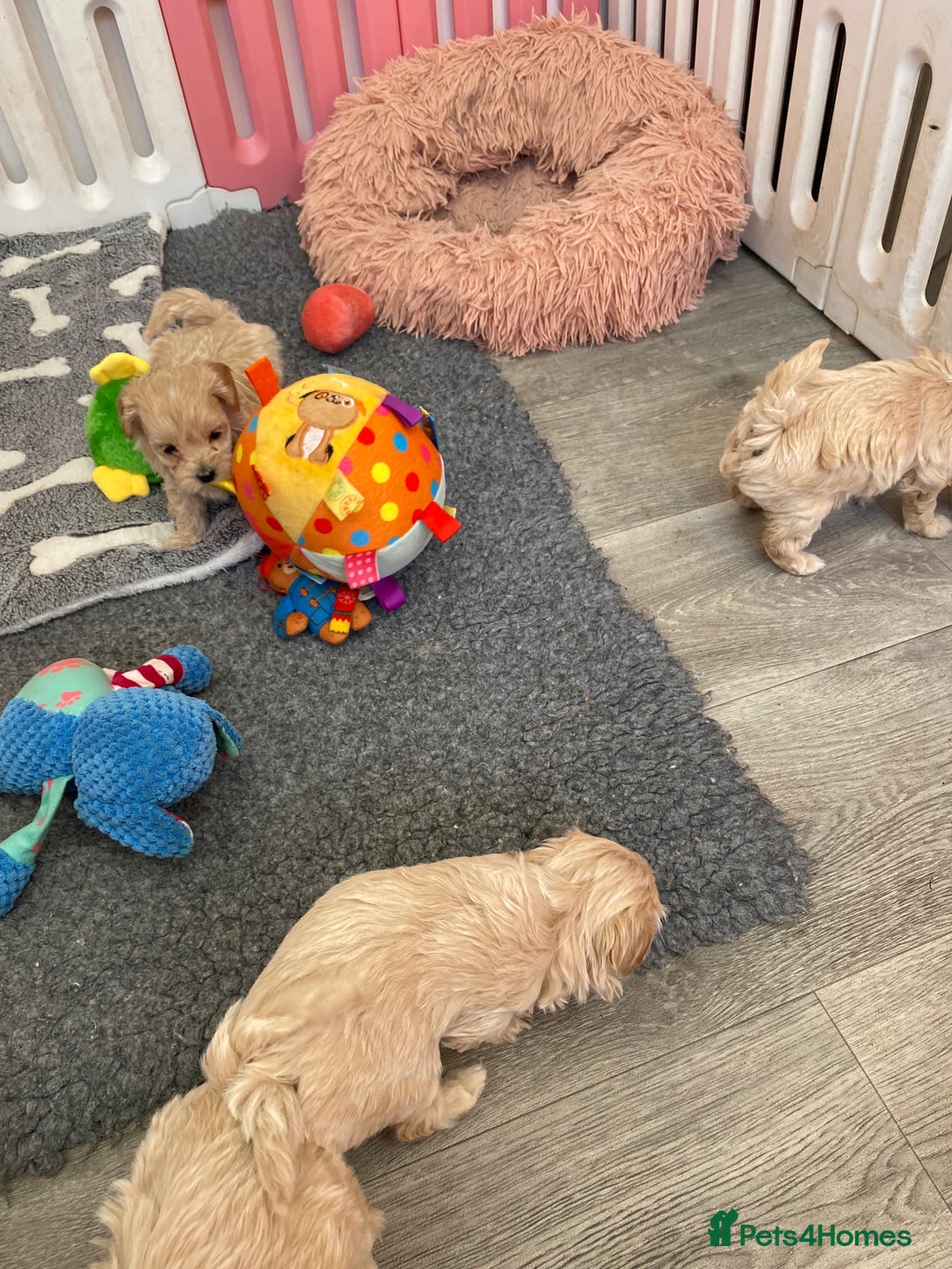 Maltipoo dogs for sale: Beautiful Apricot Maltipoo puppies. - Image 29