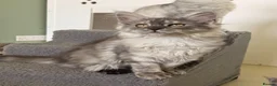 Maine Coon cats for sale: ONLY 3 TICA REG GIRLS LEFT FROM LICENSED BREEDERS - Advert 16