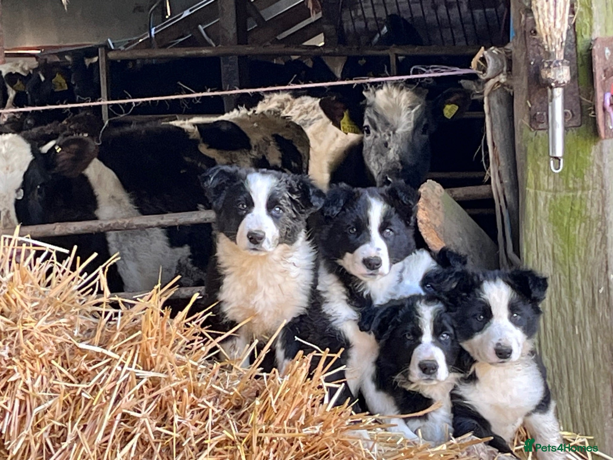 Border Collie dogs Border collie - Advert 1