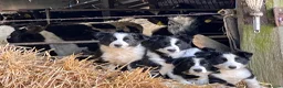 Border Collie dogs for sale: Border collie in Denbigh - Advert 1