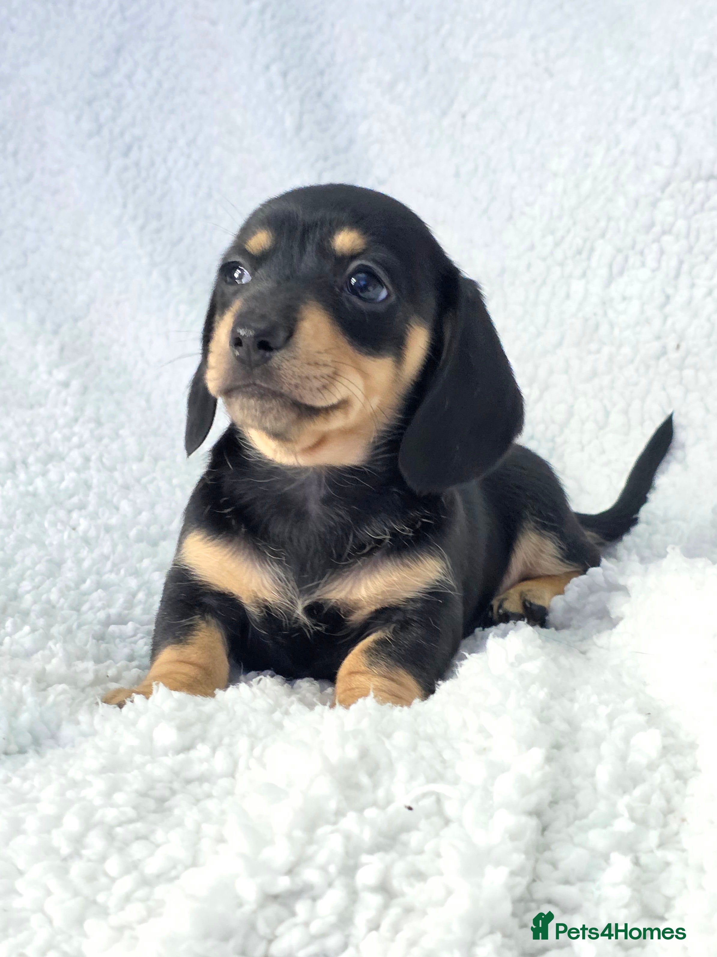 Miniature Dachshund dogs for sale: Clear cream miniature long-haired Dachshunds - Advert 2