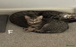 Domestic Shorthair cats for sale: Beautiful Brother & Sister to Rehome - Image 7