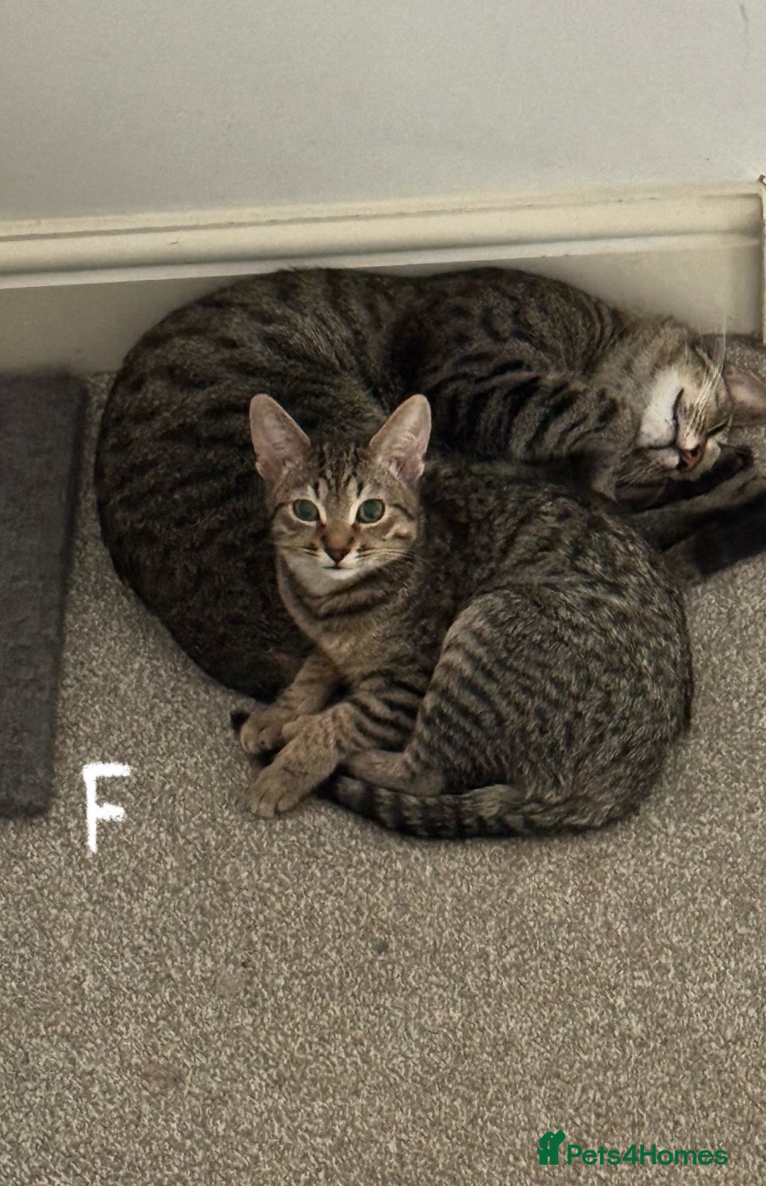 Domestic Shorthair cats for sale: Beautiful Brother & Sister to Rehome - Image 7
