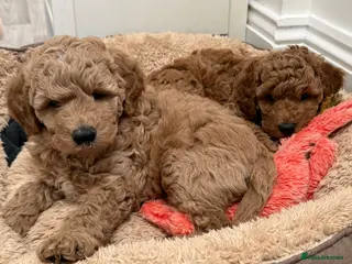 Double Doodle dogs Stunning litter of Australian Double Doodles - Advert 1