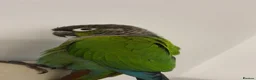 Conures birds for sale: beautiful 18 month old green cheek conure in Newport - Advert 6