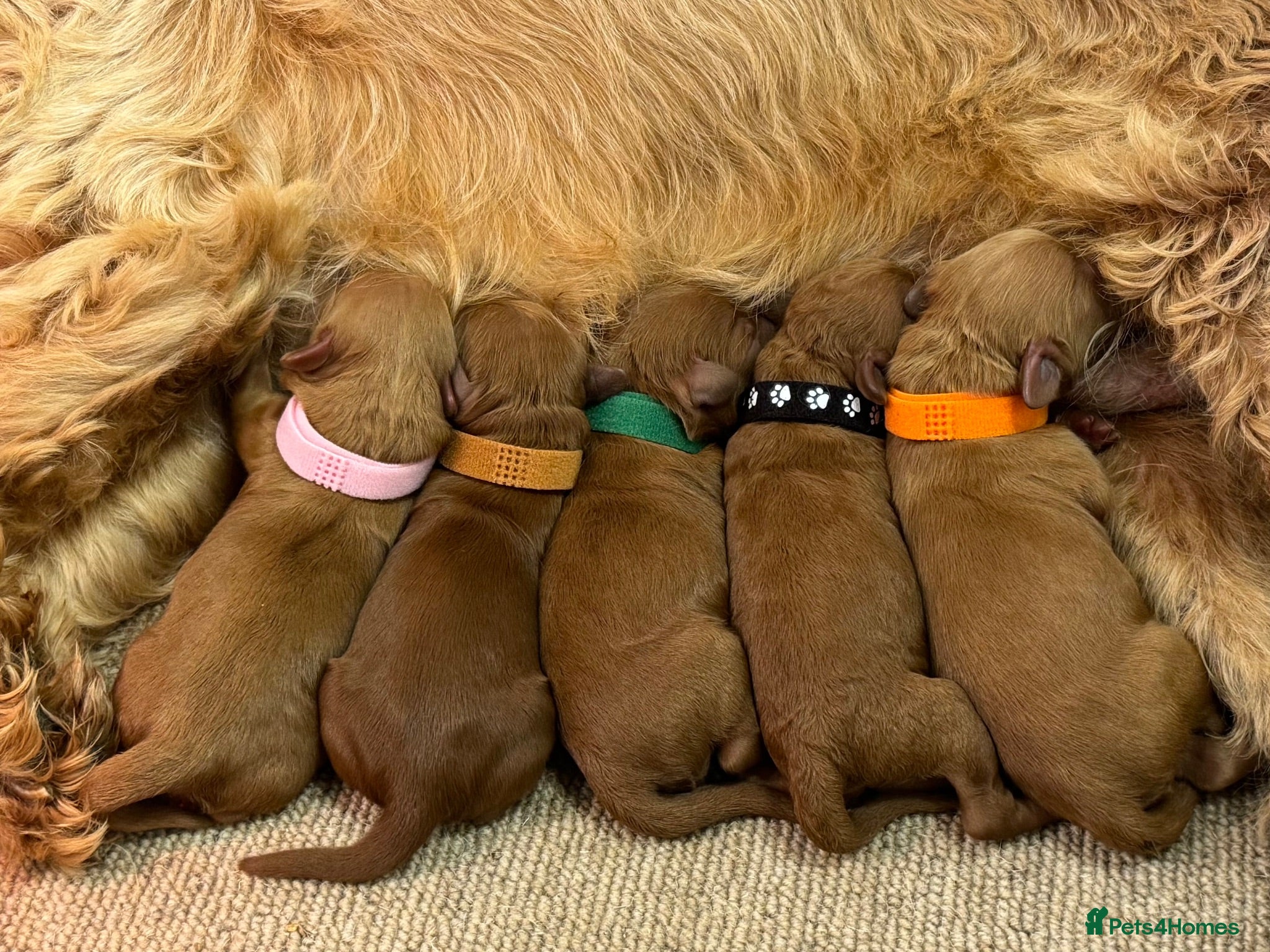 Cockapoo dogs F1b Red cockapoos 🤎 - Advert 1