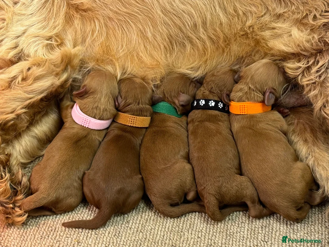 Cockapoo dogs for sale: F1b Red cockapoos 🤎 - Advert 1