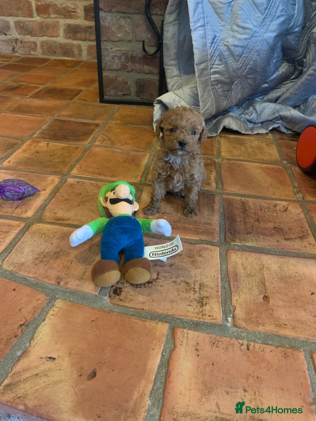 Cockapoo dogs for sale: F1b cockapoo  - Advert 22