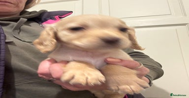 Cocker Spaniel dogs - Advert 2