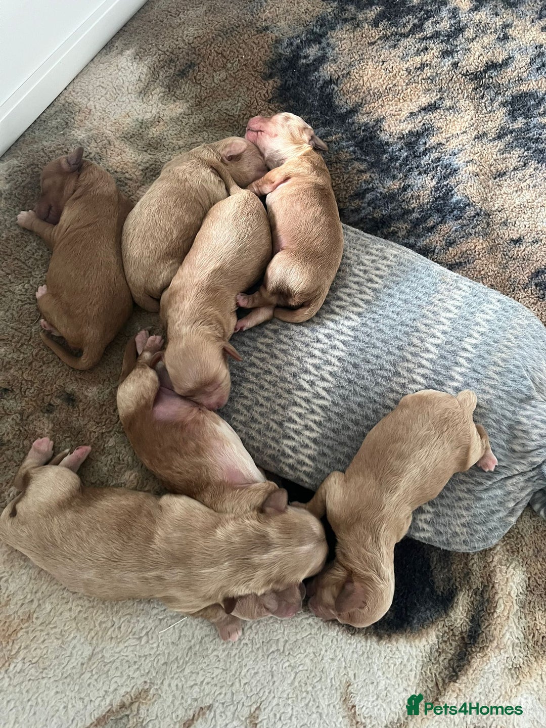 Mixed Breed dogs for sale: Cavapoochon  - Image 5