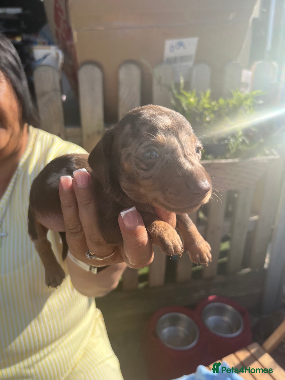 Miniature Dachshund dogs for sale: Beautiful miniature dachshund pups  - Image 10