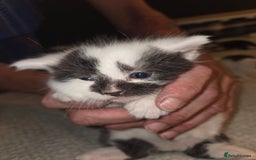 Domestic Shorthair cats for sale: Kittens for sale - Image 2