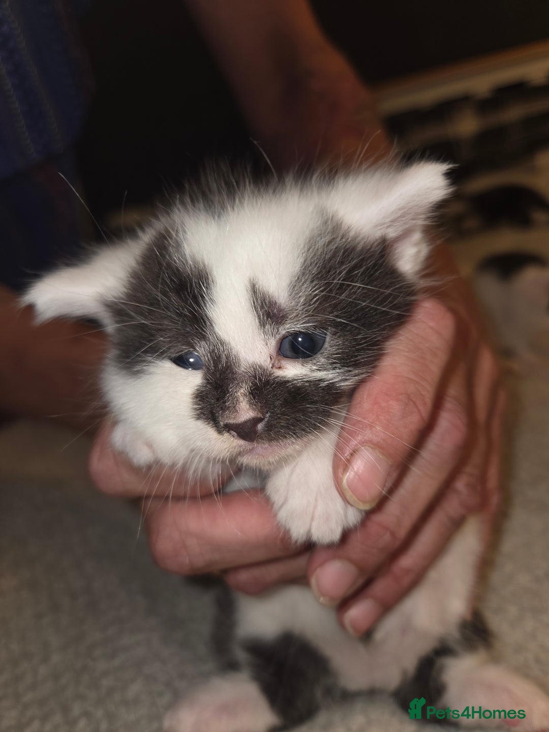 Domestic Shorthair cats for sale: Kittens for sale - Image 2