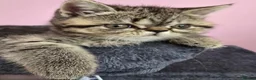Exotic cats for sale: READY  Now  EXOTIC  GIRLS  - Advert 10