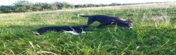 Border Collie dogs for sale: Border Collie pups for sale in Carmarthen - Advert 10