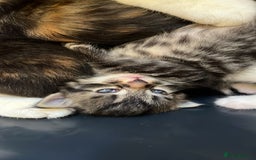 Mixed Breed cats for sale: Adorable 8wk Long-Haired Kittens – Ready Now  - Image 3