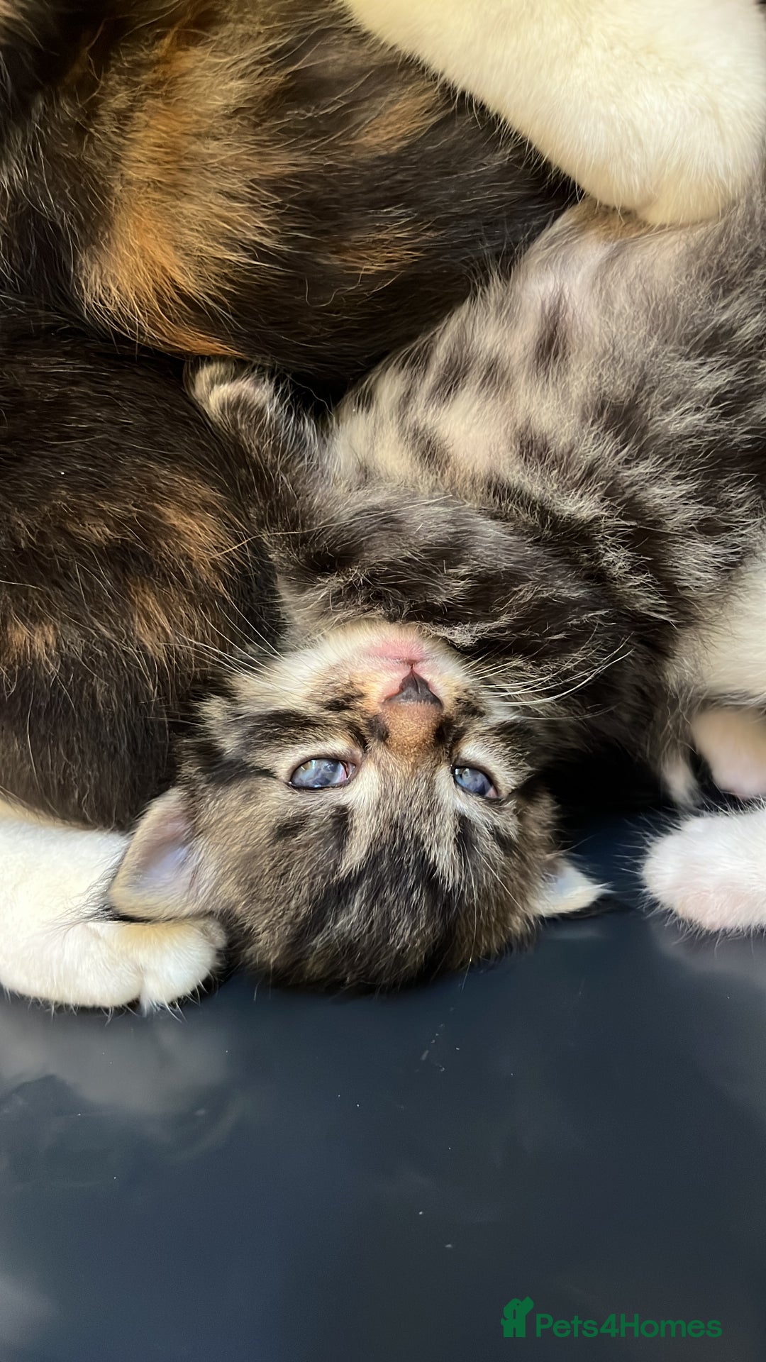 Mixed Breed cats for sale: Adorable 8wk Long-Haired Kittens – Ready Now  - Image 3