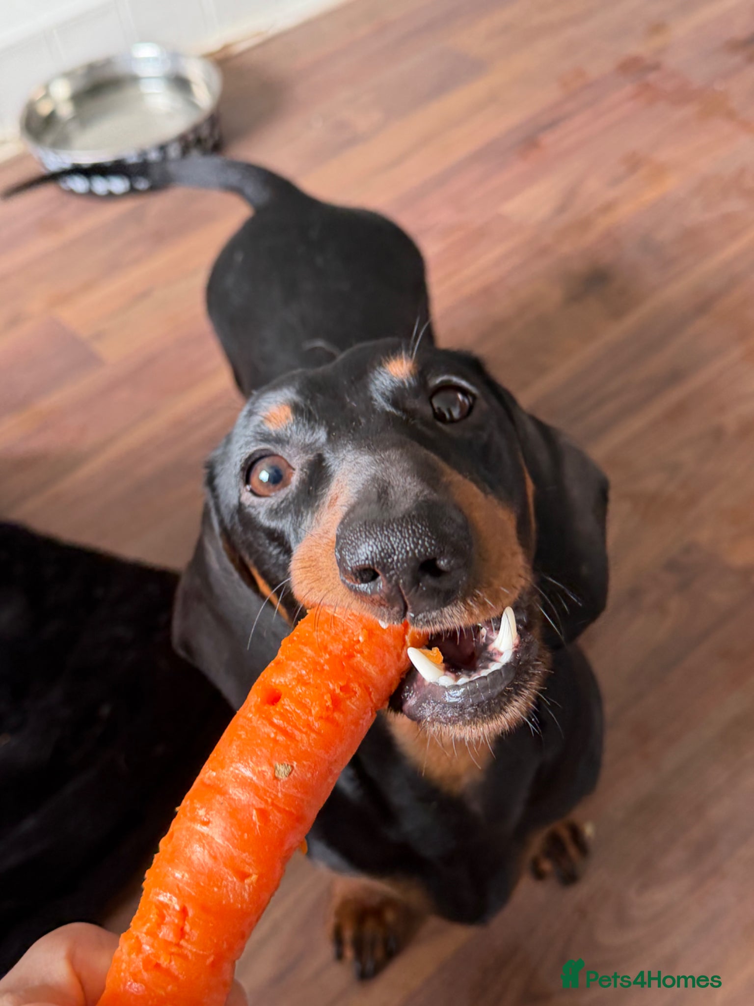 Dachshund dogs 1 year old Dachshund - Advert 4