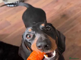 Dachshund dogs 1 year old Dachshund - Advert 4