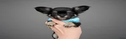 Chihuahua dogs for sale: Exquisite long coat chihuahuas  - Advert 12