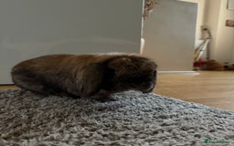 Mini Lop rabbits for sale: Theo Mini Lop - Image 3
