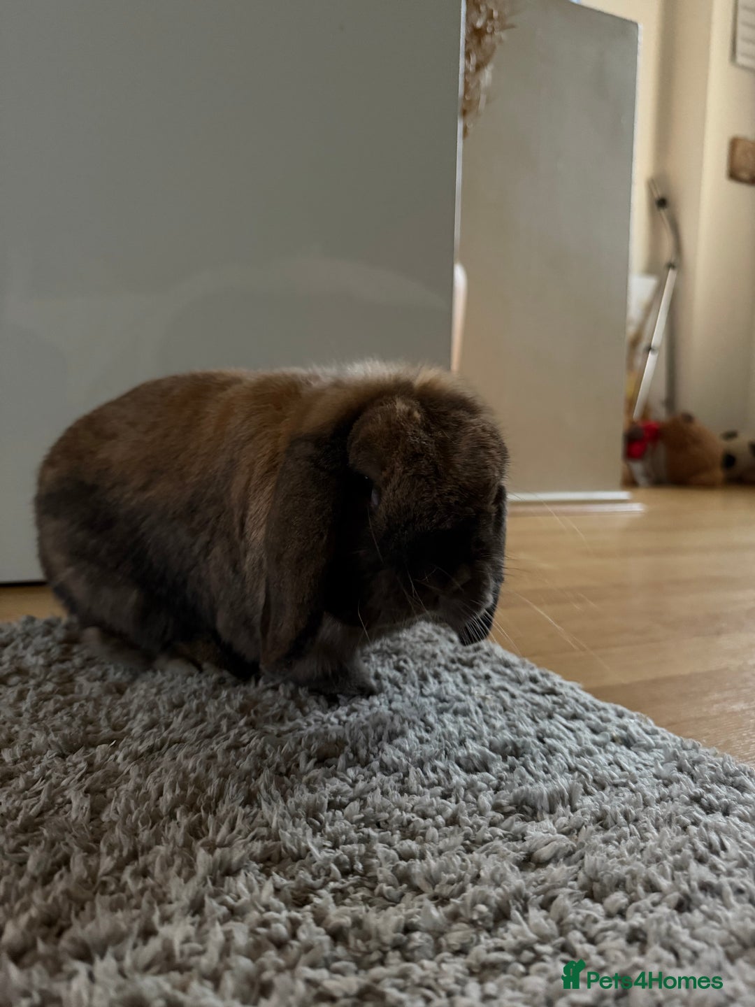 Mini Lop rabbits for sale: Theo Mini Lop - Image 3