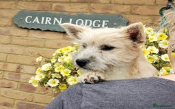 Cairn Terrier dogs for sale: Brother & Sister Looking for Loving Homes - Image 5