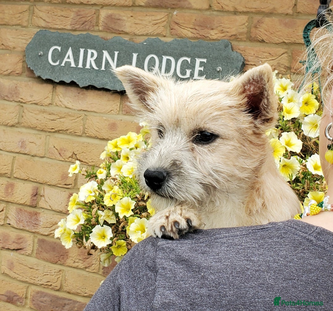 Cairn Terrier dogs for sale: Brother & Sister Looking for Loving Homes - Image 5
