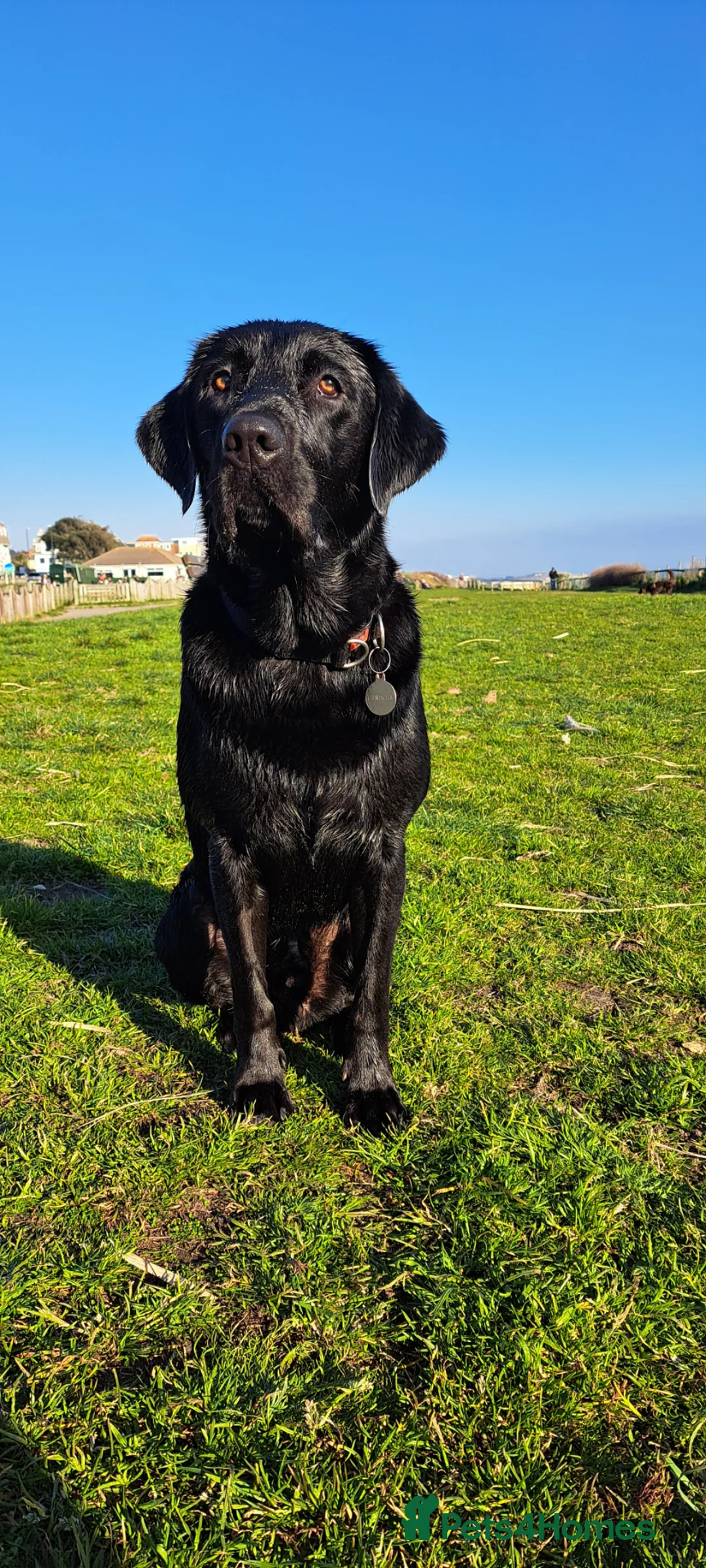 Labrador Retriever dogs for stud: KC Black Labrador Retriever for stud - Advert 2