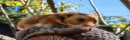 Hamster rodents for sale: Young Syrian Hamsters - Advert 2