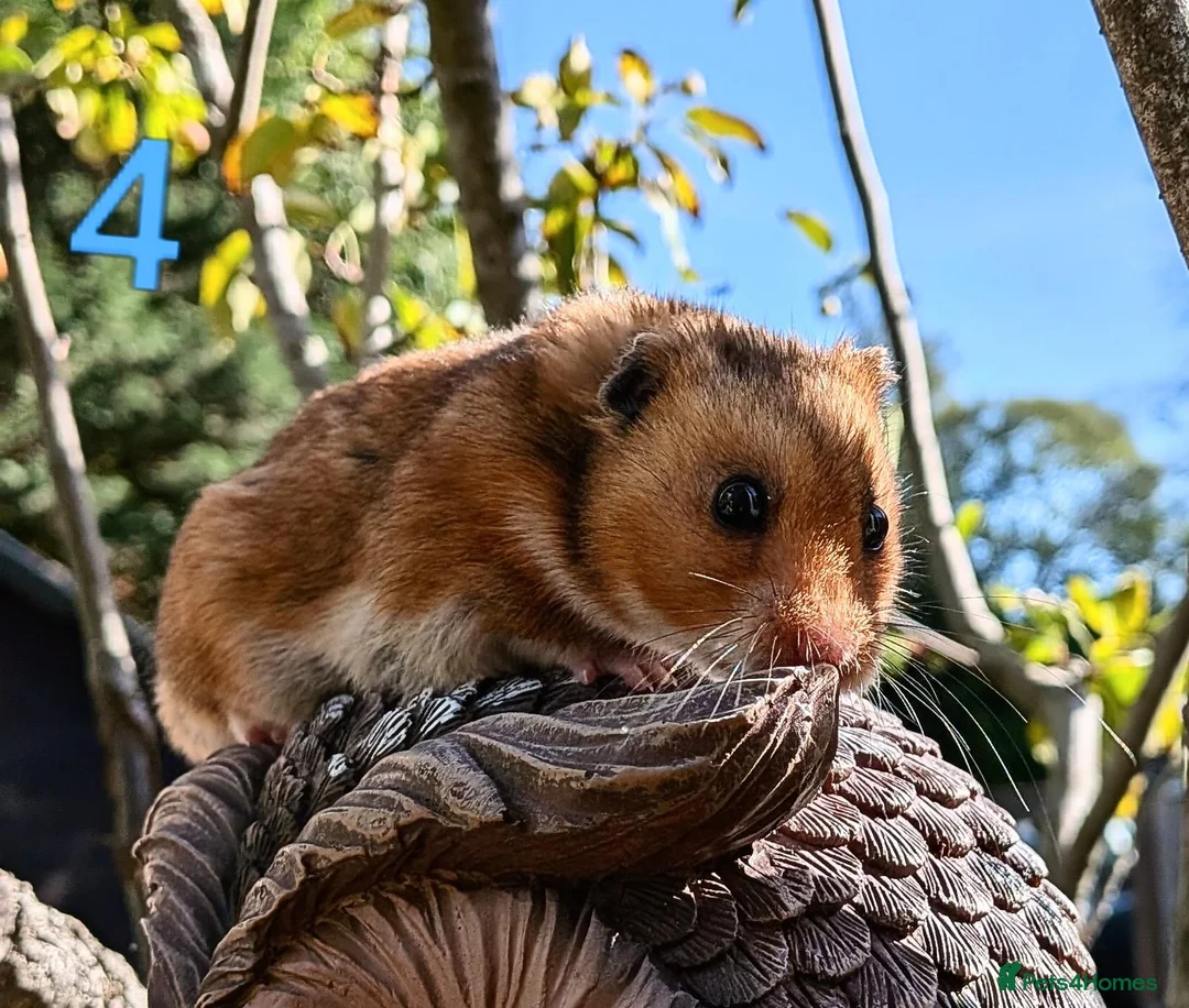 Hamster rodents for sale: Young Syrian Hamsters - Advert 2