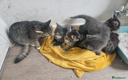 British Shorthair cats for sale: 3 boys 1 girl. Kittens - Image 7
