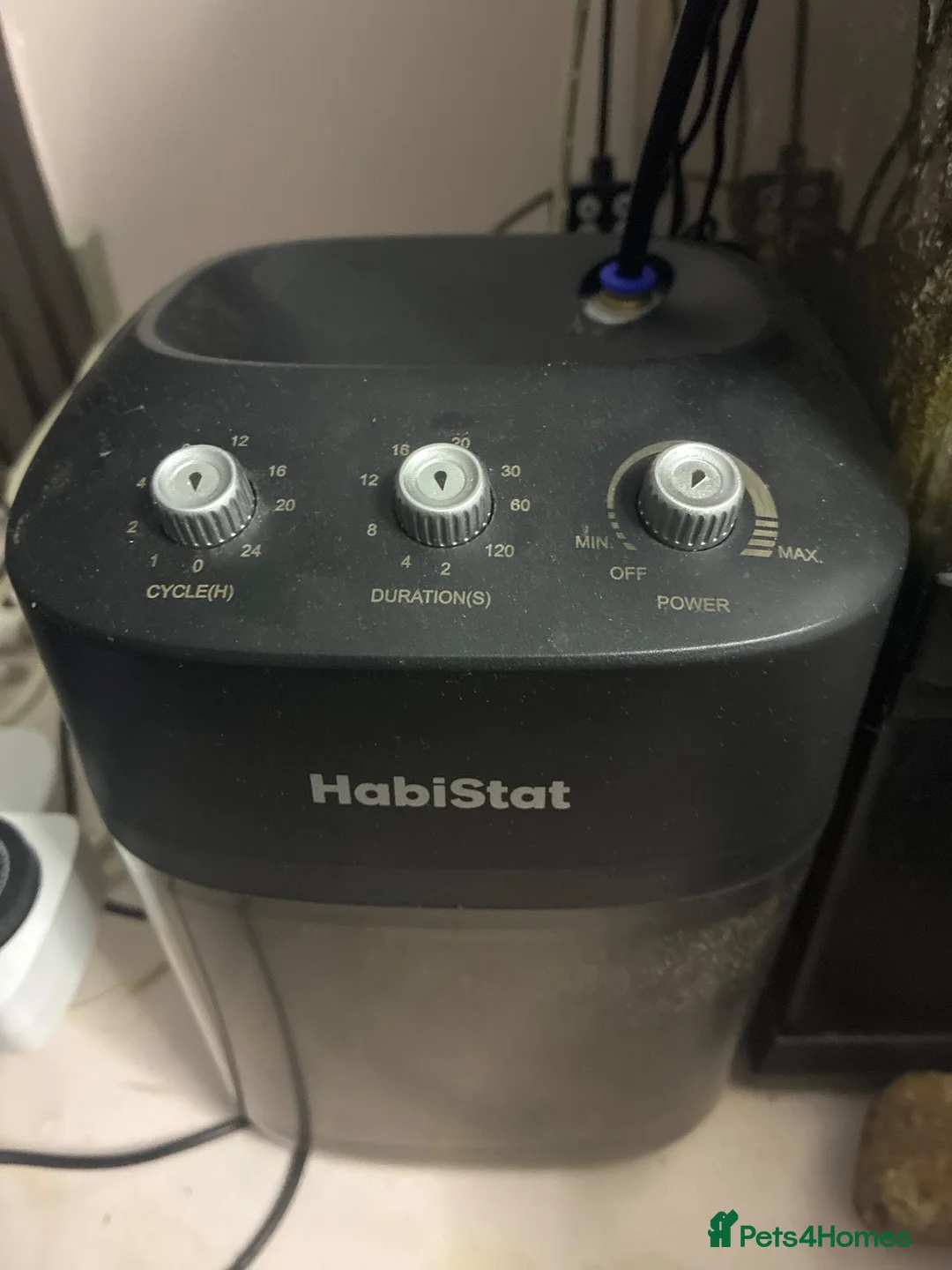 Frog reptiles for sale: Three Dart frogs full setup in Winscombe - Advert 2