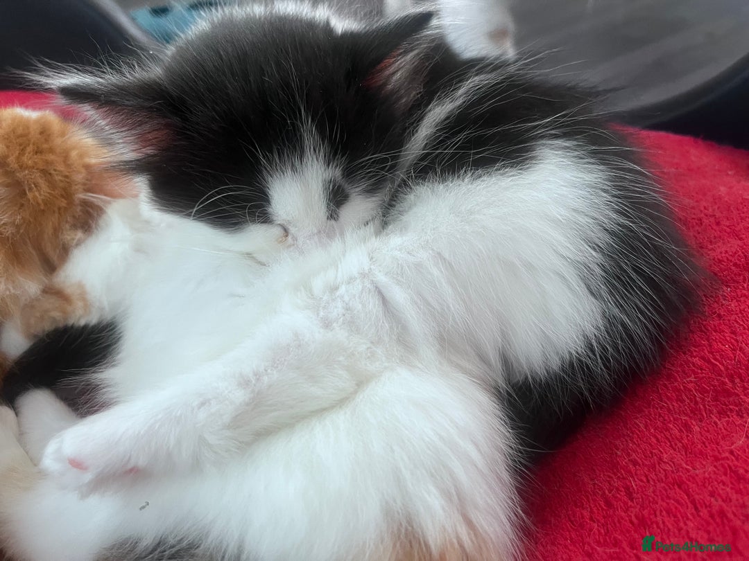 Mixed Breed cats for sale: Gorgeous Fluffy Kittens - Image 4