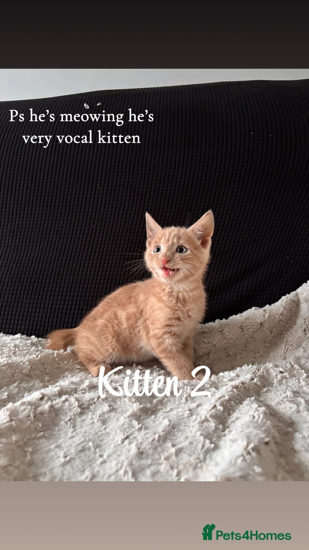 Domestic Shorthair cats for sale: Ginger kittens - Advert 7