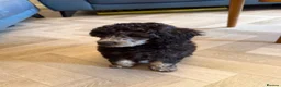 Toy Poodle dogs for sale: KC Healthtested Toy Poodle puppies phantom silver  - Advert 2