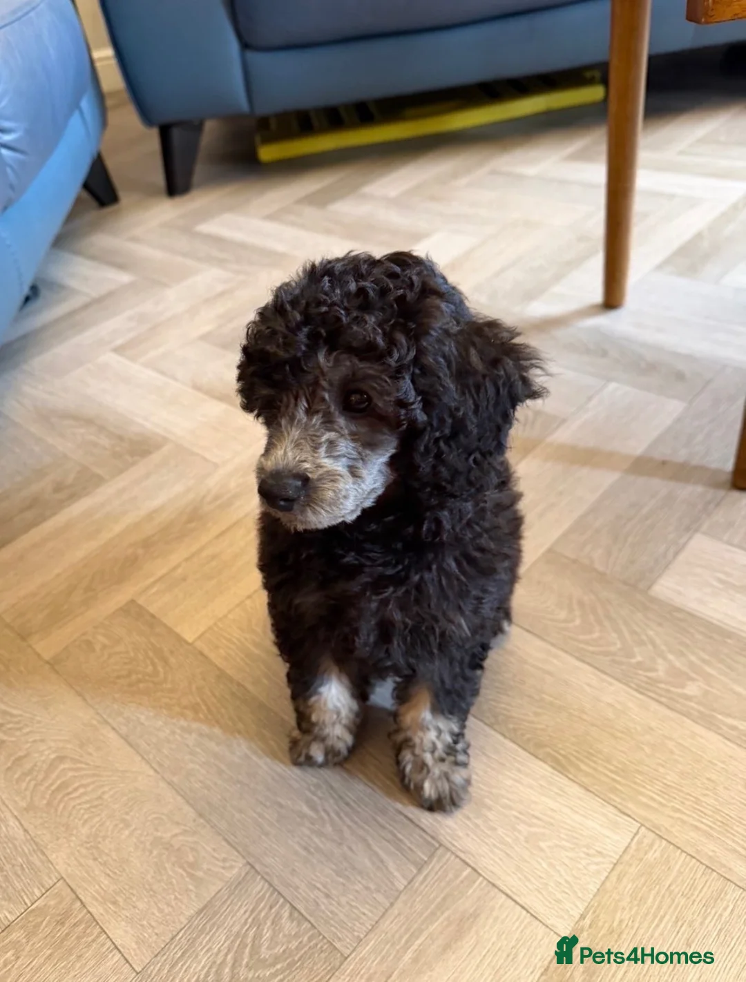 Toy Poodle dogs for sale: KC Healthtested Toy Poodle puppies phantom silver  - Advert 2