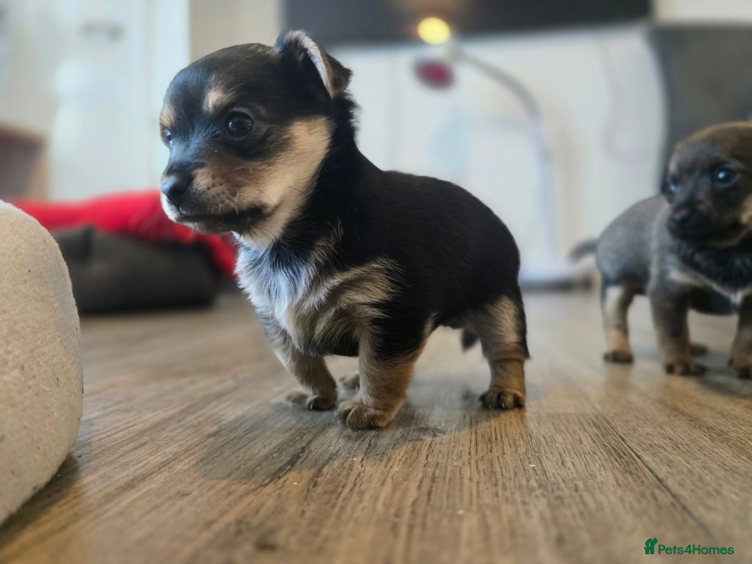 Mixed Breed dogs for sale: Adorable Chihuahua x Prague Ratter Puppies - Advert 11