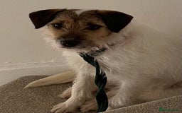 Mixed Breed dogs for adoption: Zori - Badersfield Norfolk  - Image 26