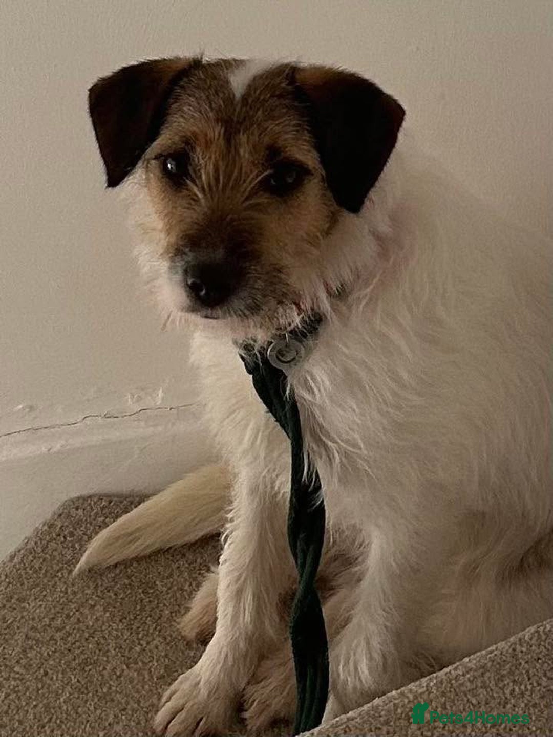 Mixed Breed dogs for adoption: Zori - Badersfield Norfolk  - Image 26