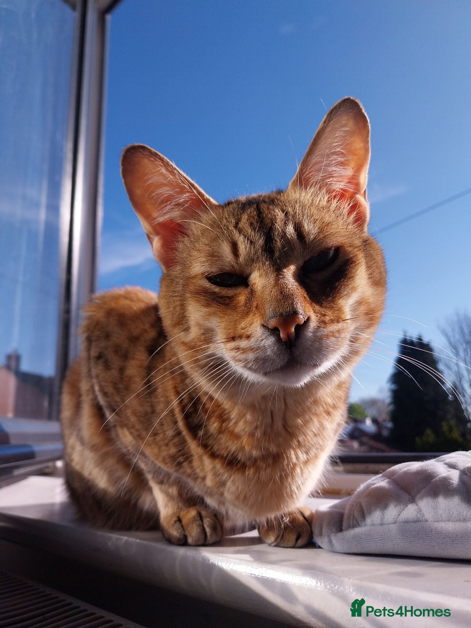 Savannah cats Archie - Advert 2