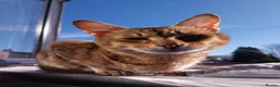 Savannah cats for sale: Archie - Advert 1