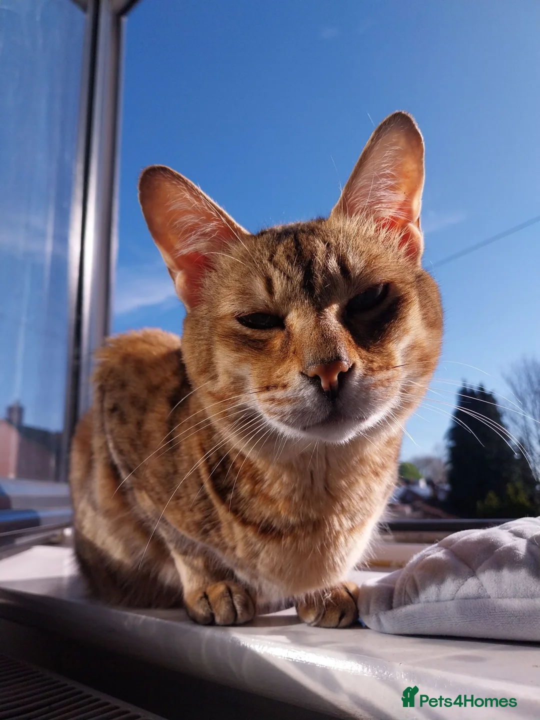 Savannah cats for sale: Archie - Advert 1