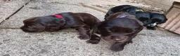 Cocker Spaniel dogs for sale: 6 STUNNING KC REGISTERED COCKER SPANIEL PUPPIES  - Advert 14