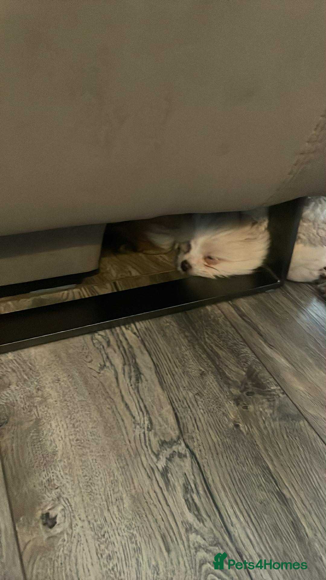 Mixed Breed dogs for sale: Malti-Pom Puppies - £1200 - Advert 29