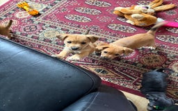 Mixed Breed dogs for sale: Lakeland/patterdale cross Jackchi puppies  - Image 5