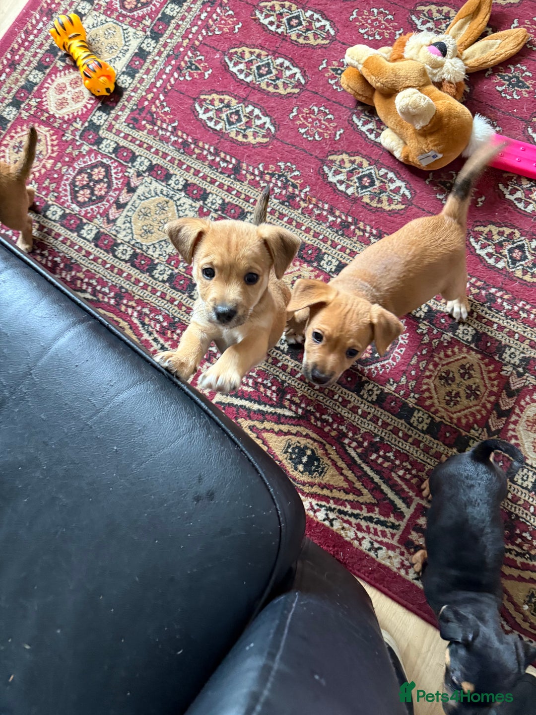 Mixed Breed dogs for sale: Lakeland/patterdale cross Jackchi puppies  - Image 5
