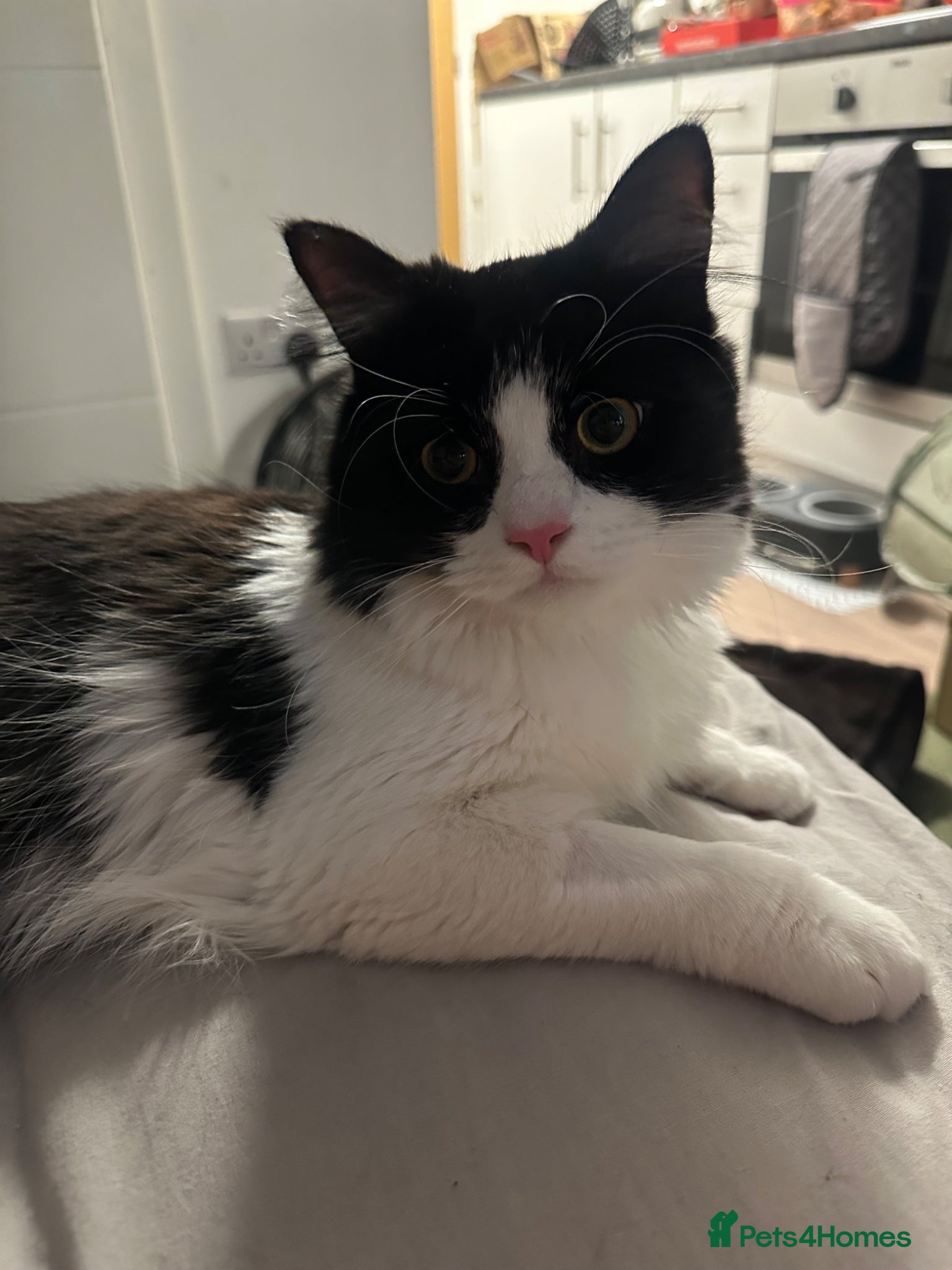British Longhair cats Tuxedo Male cat looking to be rehomed - Advert 2