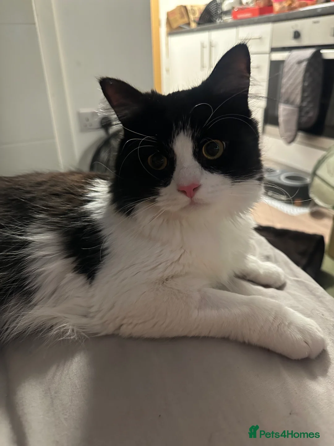 British Longhair cats for adoption: Tuxedo Male cat looking to be rehomed in Nottingham - Advert 1